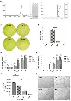 Comparative transcriptome analysis of MDBK cells reveals that BoIFN-γ augmented host immune responses to bovine herpesvirus 1 infection